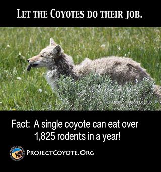 coyotes rodents 1825